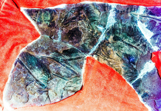 Figure 1. Laser-Stimulated Fluorescence (LSF) image of the fossil of Yi qi, a bat-winged dinosaur from the Late Jurassic of northern China. Image credit: Dececchi et al. 2020.